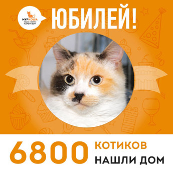 Кошечка Пикасса стала 6800-ой выпускницей adoption центра "Муркоша"!