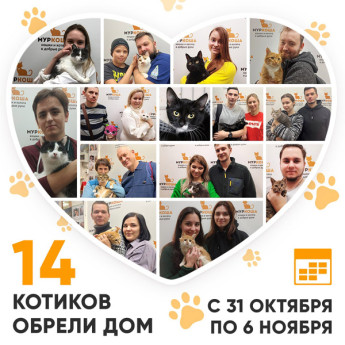 Итоги работы Adoption центра с 31 октября по 6 ноября 2022г.