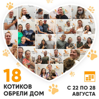Итоги работы Adoption центра с 22 по 28 августа 2022г.