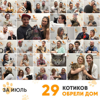 Итоги работы Adoption центра в июле 2022 года.