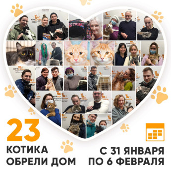 Итоги работы Adoption центра с 31 января по 6 февраля 2022г.