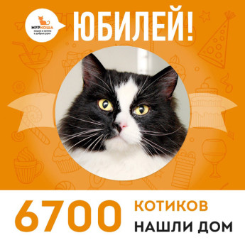 Котик Чурлёнис стал 6700-ым выпускником adoption центра "Муркоша"!