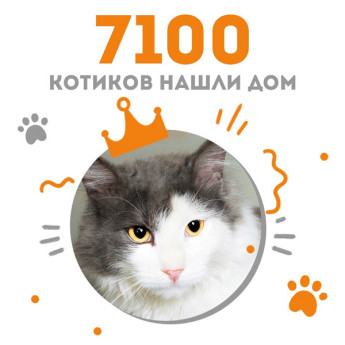 Котик Дождик стал 7100 выпускником adoption центра "Муркоша"!