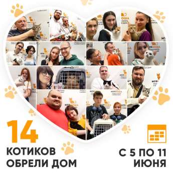 Итоги работы Adoption центра с 5 по 11 июня 2023г. 
