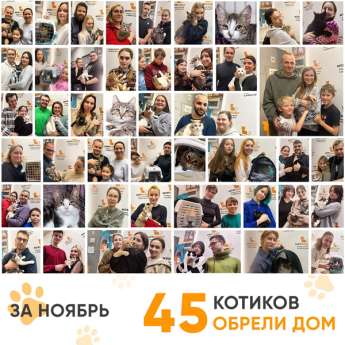 Итоги работы Центра в ноябре 2024 года.
