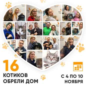 Итоги работы Центра с 4 по 10 ноября 2024г.