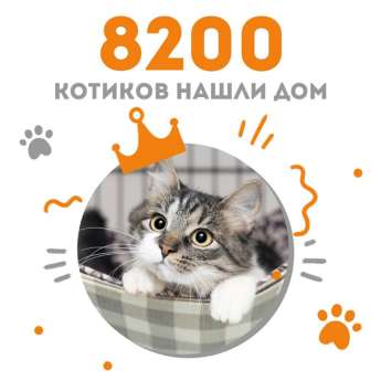 Котёнок Карбонара стала 8200-ой выпускницей Центра помощи кошкам "Муркоша"