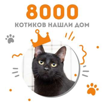 Котёнок Серенейд стала 8000-ой выпускницей Центра помощи кошкам "Муркоша"