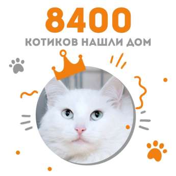 Кошечка Антуанетта стала 8400-ой выпускницей Центра помощи кошкам "Муркоша"