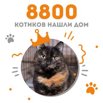 Кошечка Инфанта стала 8800-ой выпускницей Центра помощи кошкам "Муркоша"!