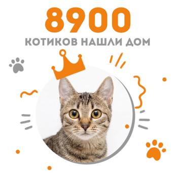 Кошечка Инфанта стала 8900-ой выпускницей Центра помощи кошкам "Муркоша"!
