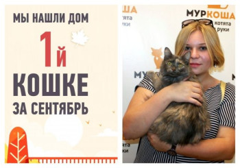 Первая в сентябре — кошечка Полумна!