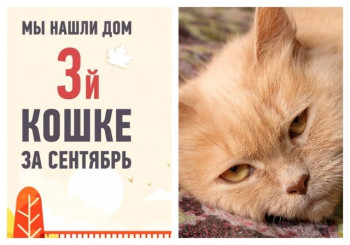 С любимыми не расставайтесь: Златишу забрала домой опекун!