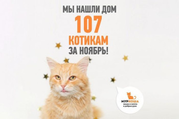 Счастливый рекорд по котопристройству!