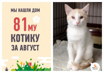 Котик Миу, подброшенный к зоомагазину, встретил своего Человека!