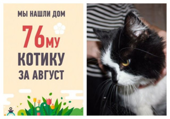Мы помогли коту Понтику стать домашним за три недели!