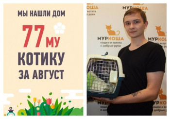 Всего две недели на поиск дома для кота Чипса!