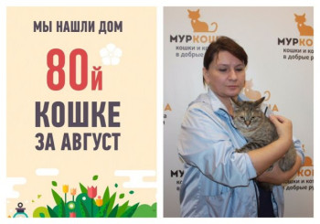 Двухлетняя кошка Феличита стала домашней!