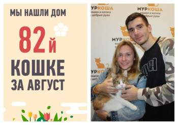 Двухлетняя Тарт обрела дом спустя полтора месяца в приюте!