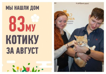 Красавчика Тигрика забрали домой опекуны, ура!
