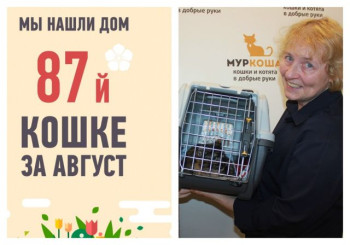 Провожаем домой четырехлетнюю кошку Гекату!