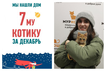 Всего за три недели котенок Кусимир стал домашним!