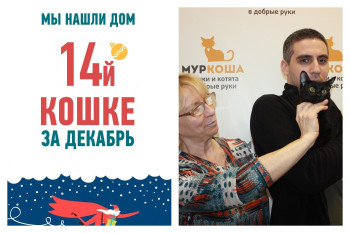 Девятимесячная кошка Зеландия отправилась в новый дом!