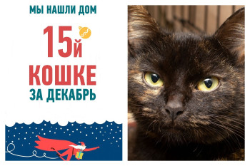 У двухлетней кошечки Шупэт появилась хозяйка!