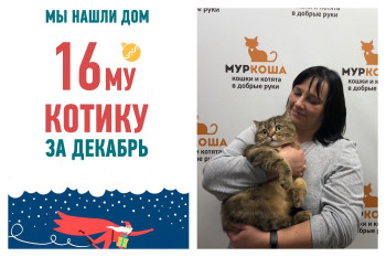 Кот Пушочек стал домашним всего за одну неделю!