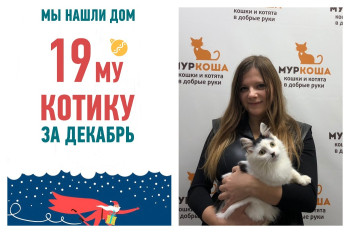 У котенка Ямамото появилась любящая хозяйка!