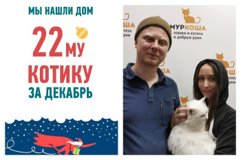 Кот Альбик, брошенный на дачах, стал домашним любимцем!