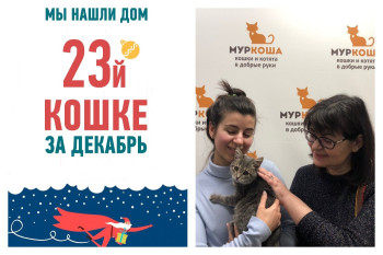 Кошка Брысенька, заживо закопанная в землю, стала домашней!