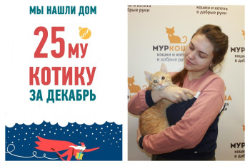Кот Беня, спасенный из подвала, стал домашним!