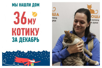 Котик Штрудель отправился в сладкую домашнюю жизнь!