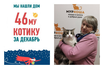 Провожаем в новый дом пятилетнего котика Филиппа!