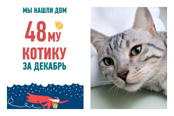 Котик Кышкыш и его счастливая история обретения дома!