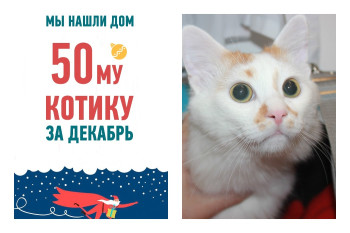 У семимесячного котика Альфредо появилась семья!
