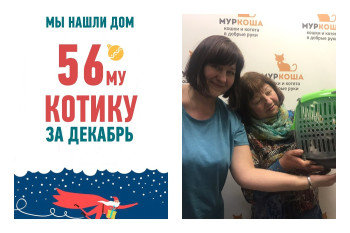 Двухлетний котик Киша снова стал домашним!