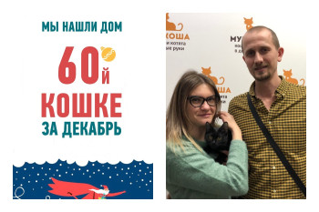 Лезгинка стала домашней любимицей!