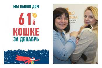 Спустя два месяца в приюте у кошки Кливии появились хозяева!