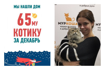 Уезжает в новый дом двухлетний кот Лесик!