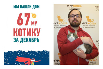 Уличная кошечка Тейла стала домашней!