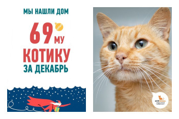 Трехлетний кот Моня встретит Новый год дома!
