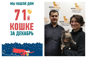 Чемпионкой по скорости становится котенок Магазинка, нашедшая дом за две недели!