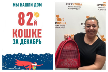 Уличный кот Левиафан спустя два месяца в приюте стал домашним!