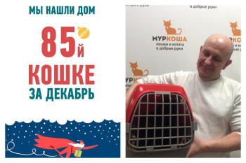 Кошка Галочка из подвала многоквартирного дома стала домашней, ура!
