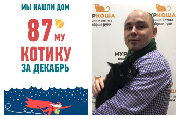 Шерлок Холмс стал домашним всего за три недели!