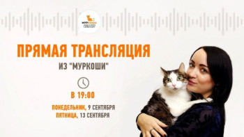 Новые трансляции из приюта "Муркоша" 9 и 13 сентября