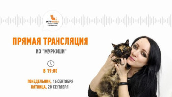Прямые трансляции из "Муркоши" 16 и 20 сентября