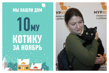 Меньше чем за месяц Котик Жерар обрел дом!